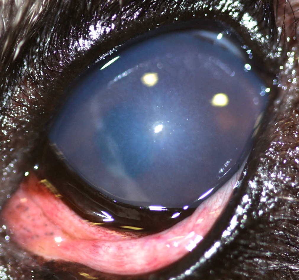 Uva Mensurable población Glaucoma en perros, gatos y otros animales - IVO