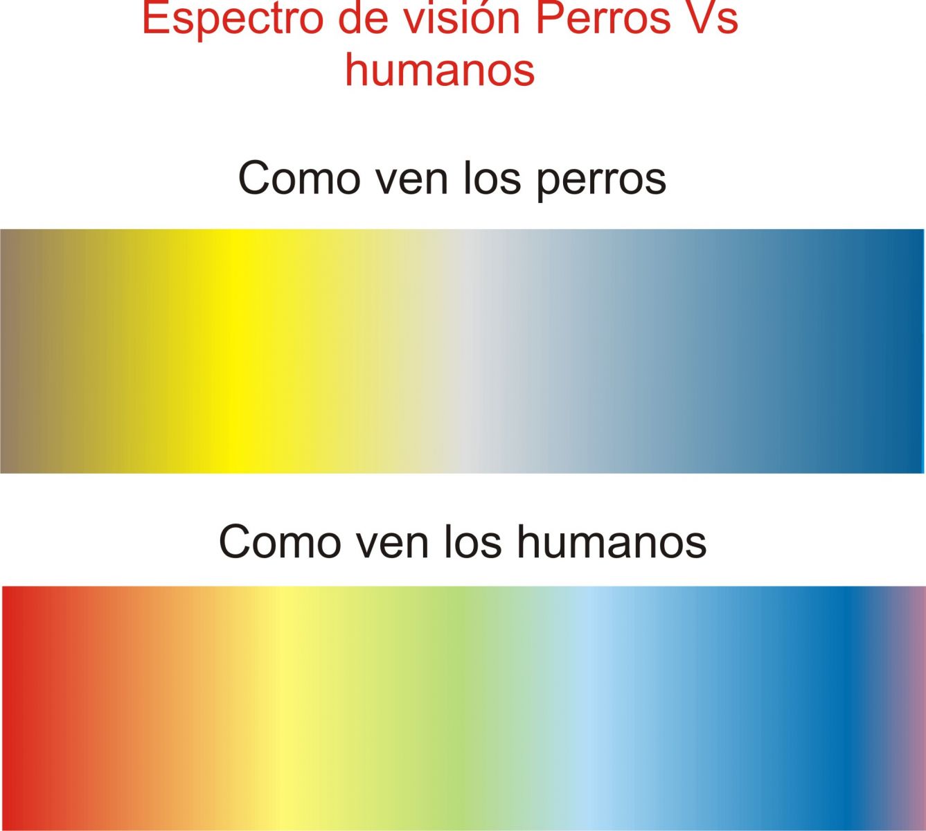 espectro de visión humanos vs perros