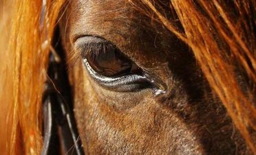 Ojo de caballo