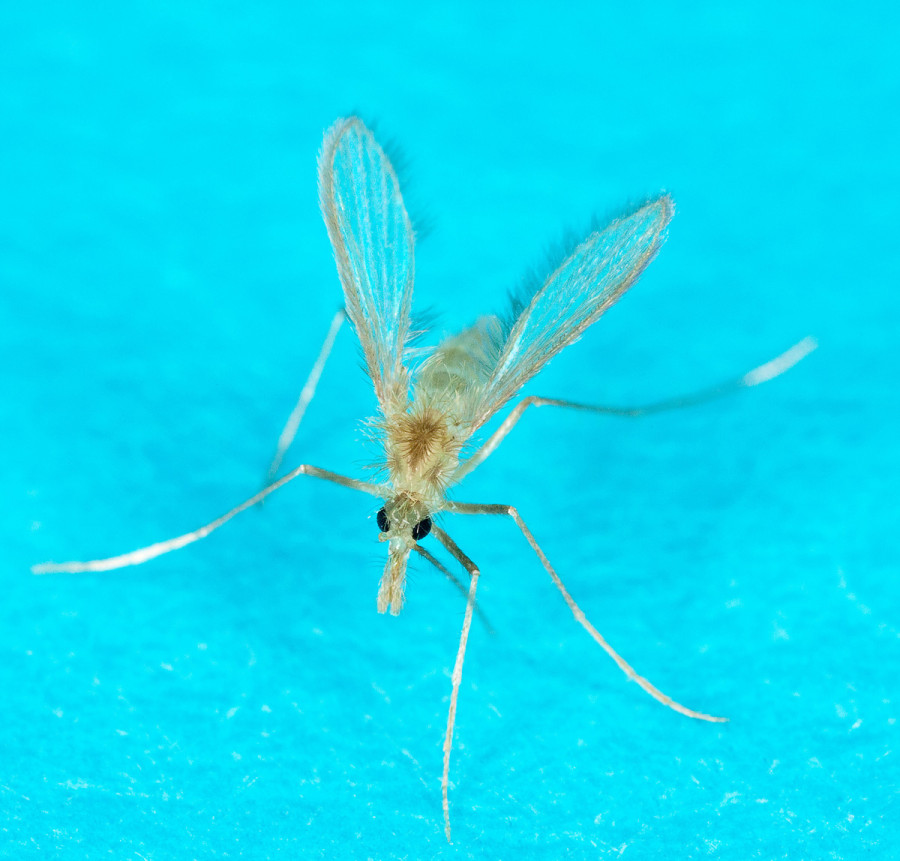 El flebótomo es un insecto similar al mosquito que transmite la Leishmaniosis