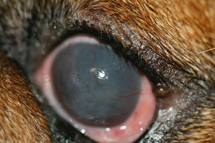 queratoconjuntivitis-inmunomediada-bilateral-bulldog-ingles