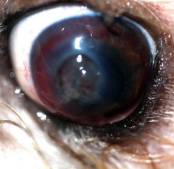 Herida en el ojo perro con perforación corneal