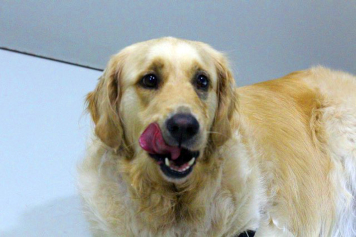 Tumor ocular en perro: aspecto tras la operación