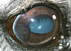 Tumor ocular uveal en un caballo