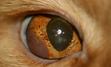 Tumor ocular o linfoma en un gato