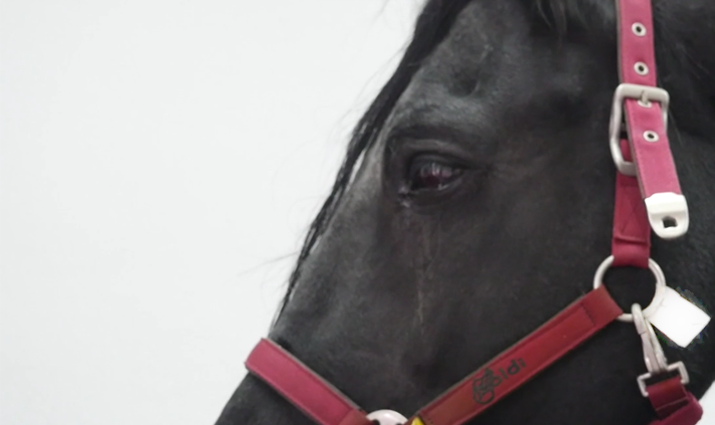 sintoma-caballo-perforacion-cornea