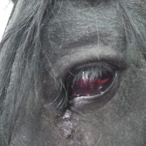 caballo-perforacion-corneal