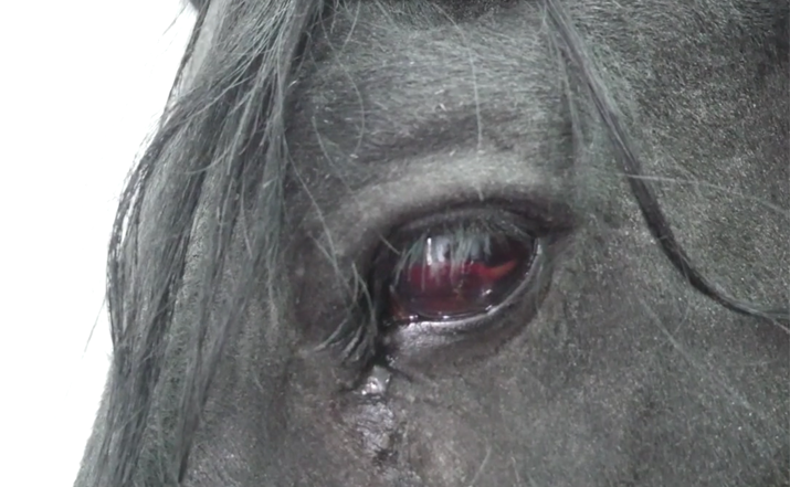 Transplante de córnea por perforación corneal en caballo