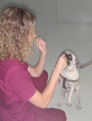 Recuperación tras proptosis ocular en perro raza carlino