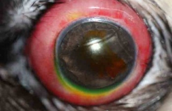 Proptosis o prolapso globo ocular perro carlino