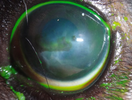 Post cirugía proptosis ocular perro carlino