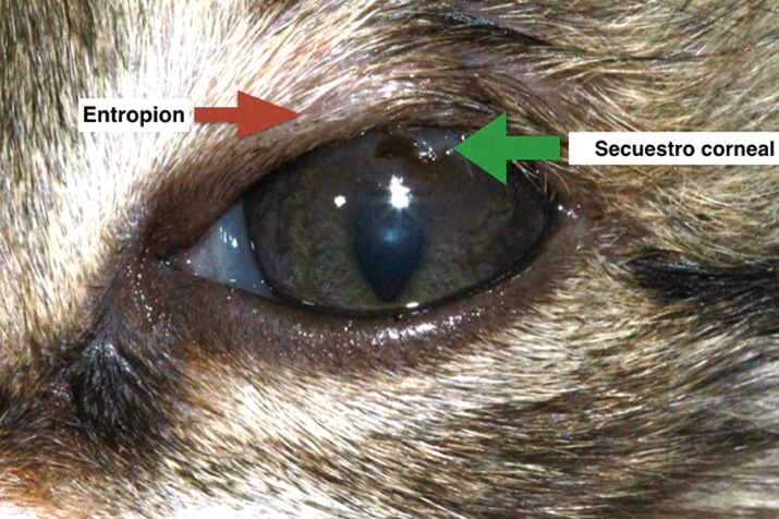 Ojo de gato con secuestro corneal