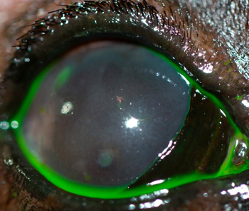 Prótesis ocular en un perro