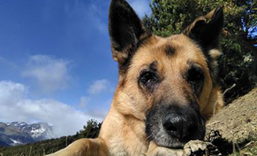 Kyla, un perro pastor alemán con prótesis oculares