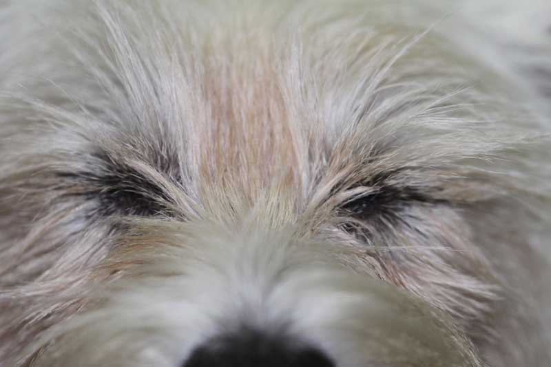 Caso ojo seco en perro tratado con células madre