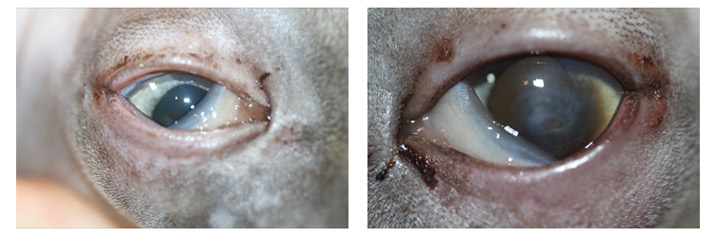 Blefaritis ulcerativa bacteriana en gato - Después del tratamiento