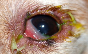 Ojo rojo en un perro por blafaritis