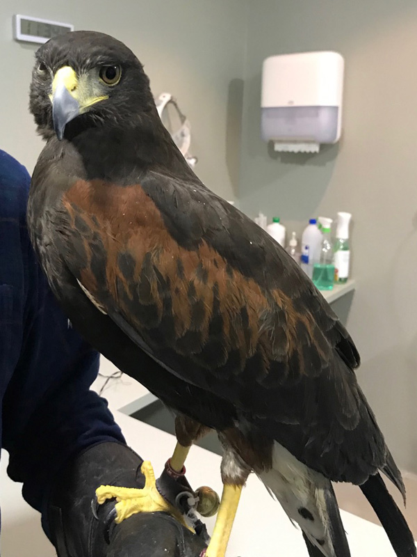 Herida o úlcera corneal en águila americana
