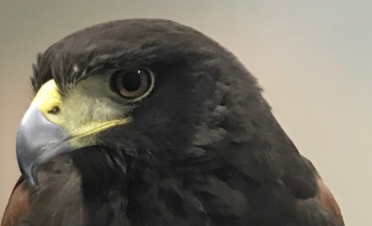 Herida o úlcera corneal en águila americana