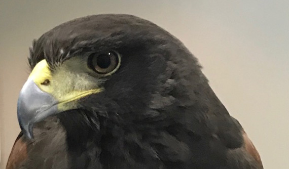 Herida o úlcera corneal en un águila americana - Caso Noa - IVO