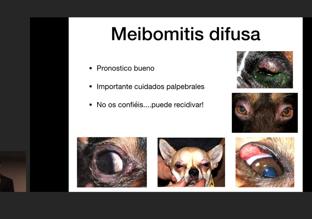 Curso Oftalmología veterinaria IVO - Infecciones oculares. Casos clínicos