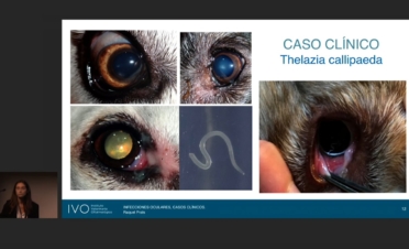 Curso Oftalmología veterinaria IVO - Infecciones oculares. Casos clínicos