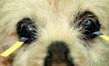 Test de Schirmer en perro