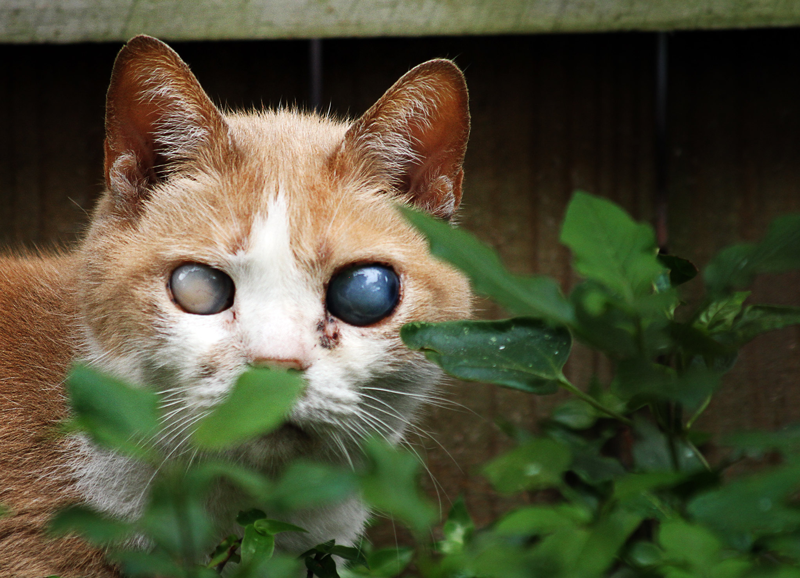 fuerte juego Guante Convivir con un gato ciego o con visión limitada - IVO Instituto  Veterinario Oftalmológico