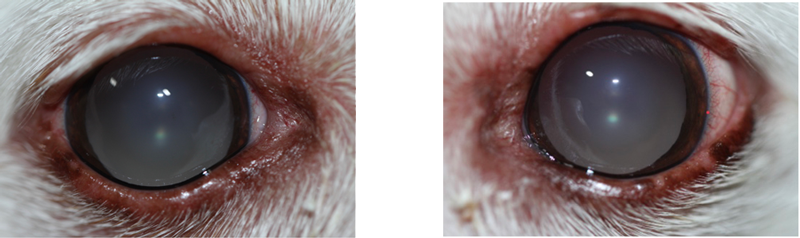Ojos perro uveitis lipémica post tratamiento (pocos días)