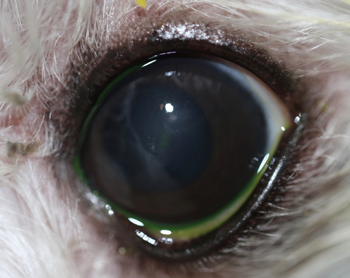 Ojo post tratamiento distrofia lipidica corneal perro - Caso Apolo