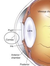 Anatomía de un ojo canino