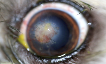 Cirugía de transplante de cornea tectónica en el ojo de una perra - Caso Kira