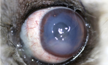 Úlcera corneal profunda en ojo de un perro, con riesgo de perforación corneal