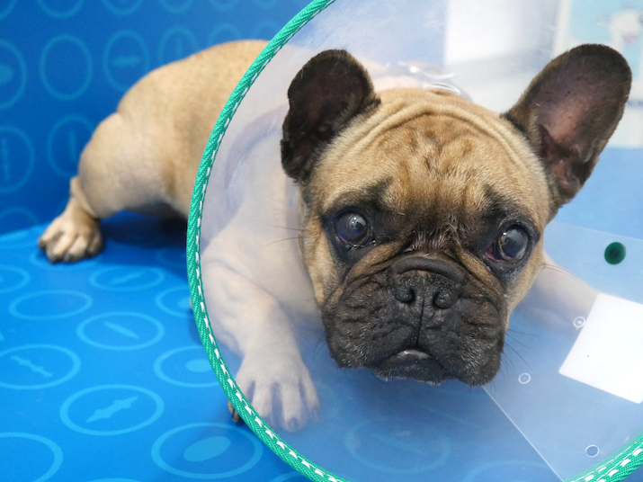Bulldog operado por úlcera indolente - Caso Gaston