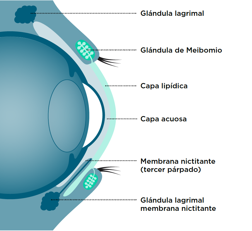 Glándulas lacrimales y superficie ocular