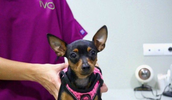 Perro ratón de Praga operado de perforación corneal en IVO. Caso Phoebe