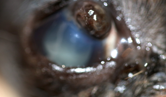 Herida ocular con perforación corneal en perro Raton de Praga