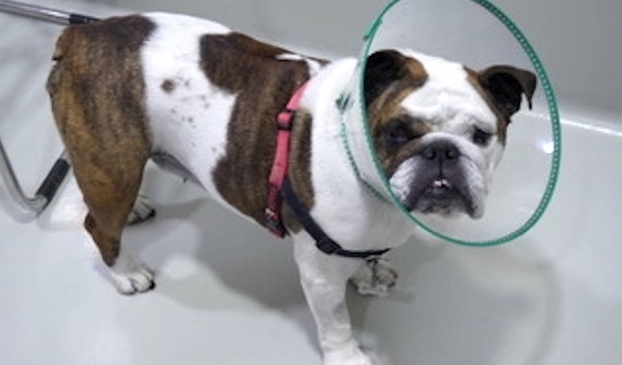 Brutus, un Bulldog Inglés operado de tumor corneal