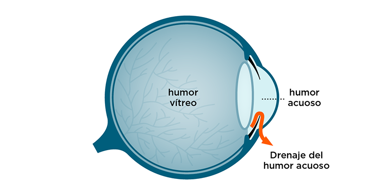 Drenaje del humor acuoso en un ojo sano. Imagen: IVO