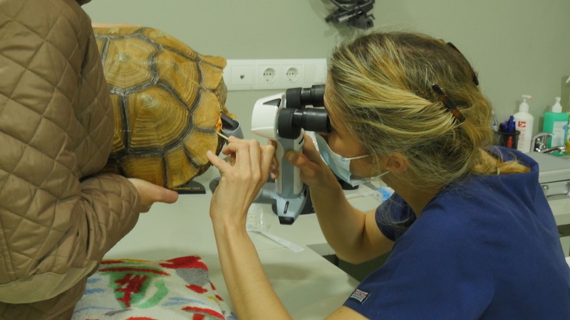 Exploración oftalmológica de una tortuga africana