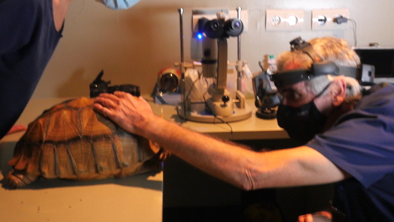 Exploración oftalmológica de tortuga con microscopio indirecto