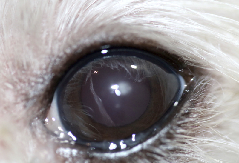 Ojo canino con depositos de grasa o distrofia corneal