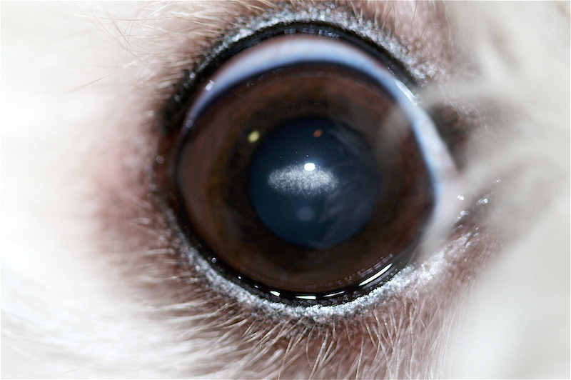 Distrofia lipídica corneal en perro