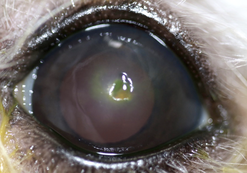 Úlcera corneal en ojo canino con distrofia o depositos de grasa