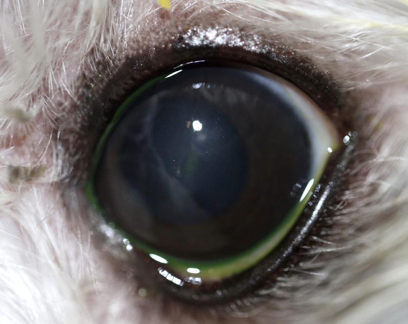 Ojo canino post tratamiento de ulcera corneal por distrofia corneal y ojo seco