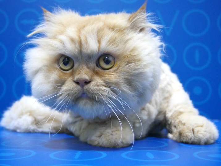 Gato persa con secuestro corneal