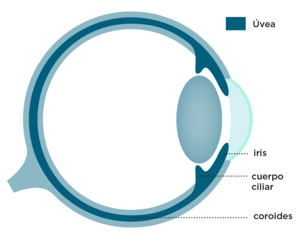 Estructuras de la úvea: iris, cuerpos ciliar y coroides