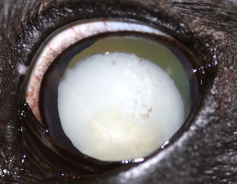 Subluxación cristalino catarata hipermadura perro