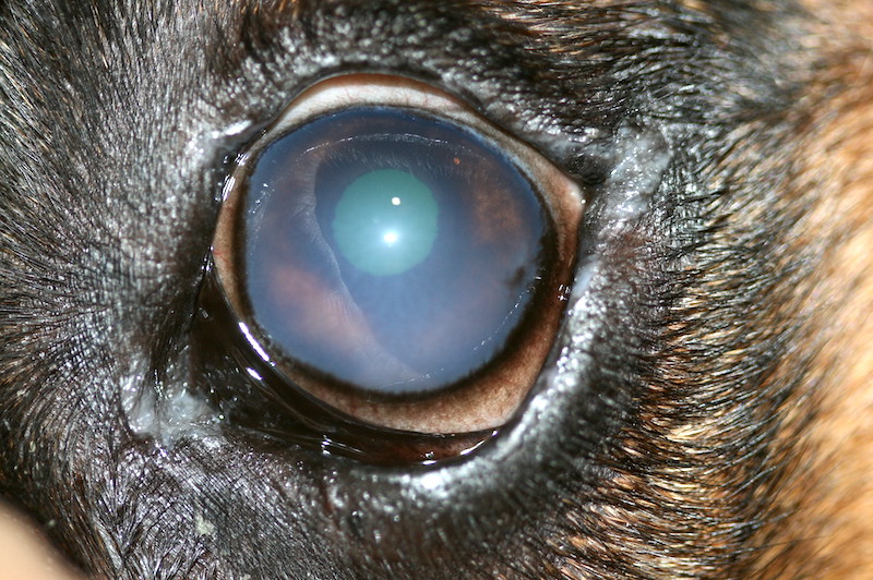 Uveítis granulomatosa por Leishmania en un perro
