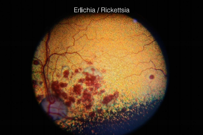 Fondo ocular perro con uveitis posterior por Erlichia y Rickettsia